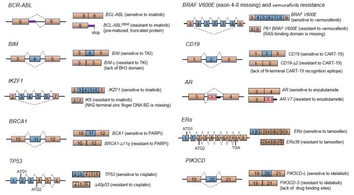 https://cdn.ncbi.nlm.nih.gov/pmc/blobs/26f2/6266310/d574abaf4074/cancers-10-00458-g003.jpg