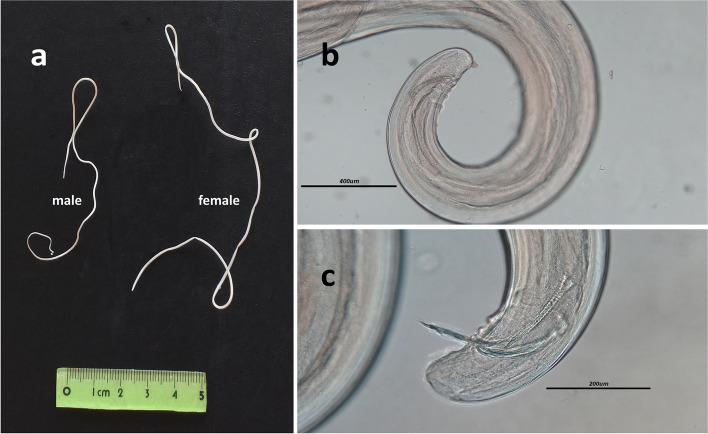 https://cdn.ncbi.nlm.nih.gov/pmc/blobs/26f3/9063217/385dd3752a41/12917_2022_3270_Fig3_HTML.jpg