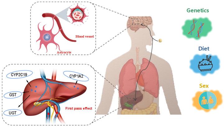 https://cdn.ncbi.nlm.nih.gov/pmc/blobs/26f4/12109423/c644b7d33b8d/biomedicines-13-01081-g004.jpg