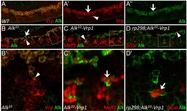 https://cdn.ncbi.nlm.nih.gov/pmc/blobs/26f5/2931478/ee285793bfda/1471-213X-10-86-7.jpg