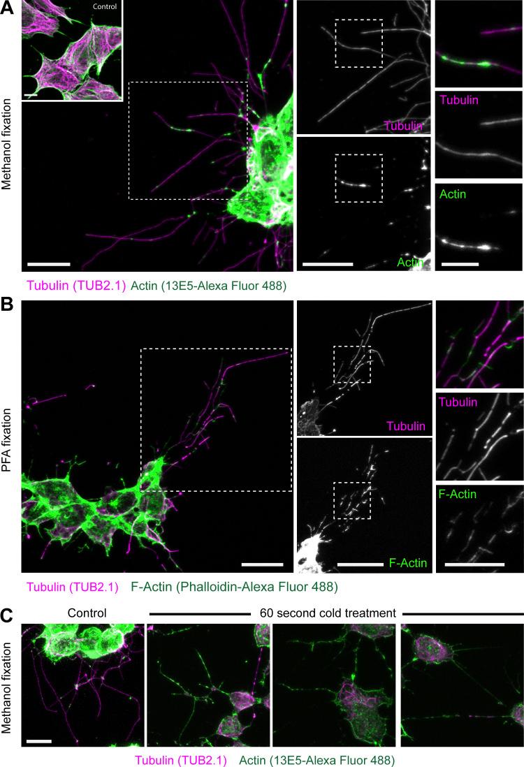 https://cdn.ncbi.nlm.nih.gov/pmc/blobs/26f5/7480112/f879c53b19a2/JCB_201911154_Fig3.jpg