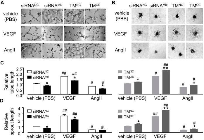 https://cdn.ncbi.nlm.nih.gov/pmc/blobs/26f5/9194855/85ff797079cc/fphys-13-897619-g007.jpg