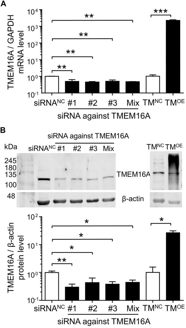 https://cdn.ncbi.nlm.nih.gov/pmc/blobs/26f5/9194855/bb1739f4bab2/fphys-13-897619-g005.jpg