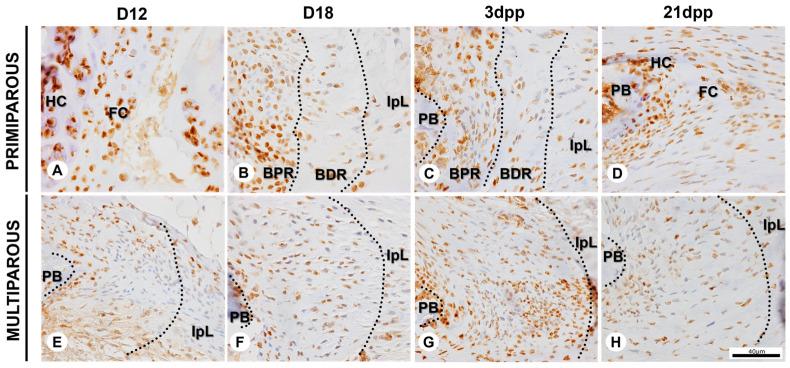 https://cdn.ncbi.nlm.nih.gov/pmc/blobs/26f7/10003663/6437bad256cb/ijms-24-04573-g005.jpg
