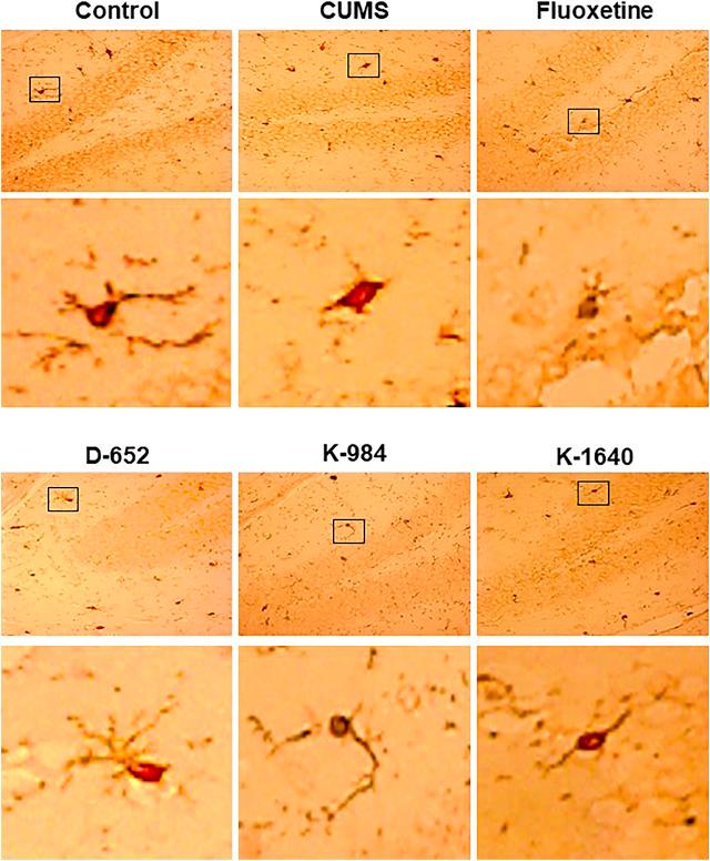 https://cdn.ncbi.nlm.nih.gov/pmc/blobs/26f9/8006317/1402af9703aa/fphar-12-626949-g004.jpg