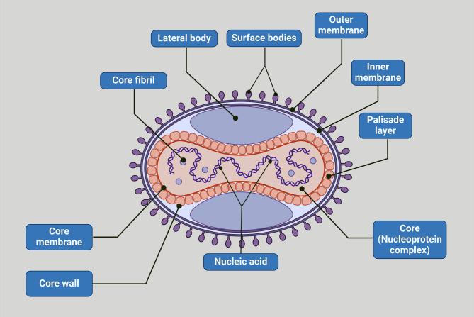 https://cdn.ncbi.nlm.nih.gov/pmc/blobs/26fa/12166575/ff30890fb96c/12985_2025_2822_Fig2_HTML.jpg
