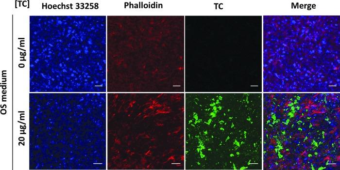 https://cdn.ncbi.nlm.nih.gov/pmc/blobs/26ff/5865259/45878c37ae07/fig-3.jpg