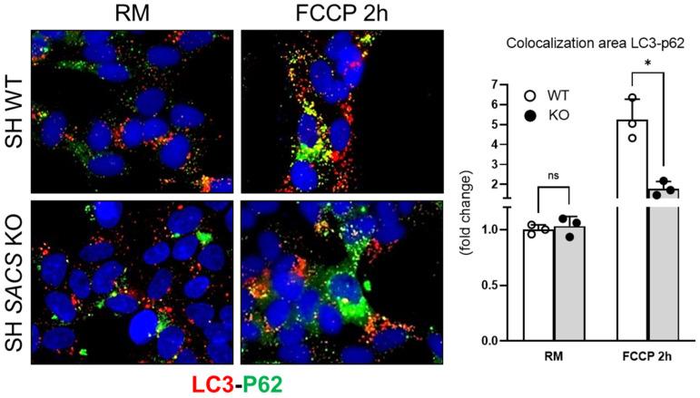 https://cdn.ncbi.nlm.nih.gov/pmc/blobs/2700/9331974/5db80aa38b15/biomolecules-12-01024-g005.jpg