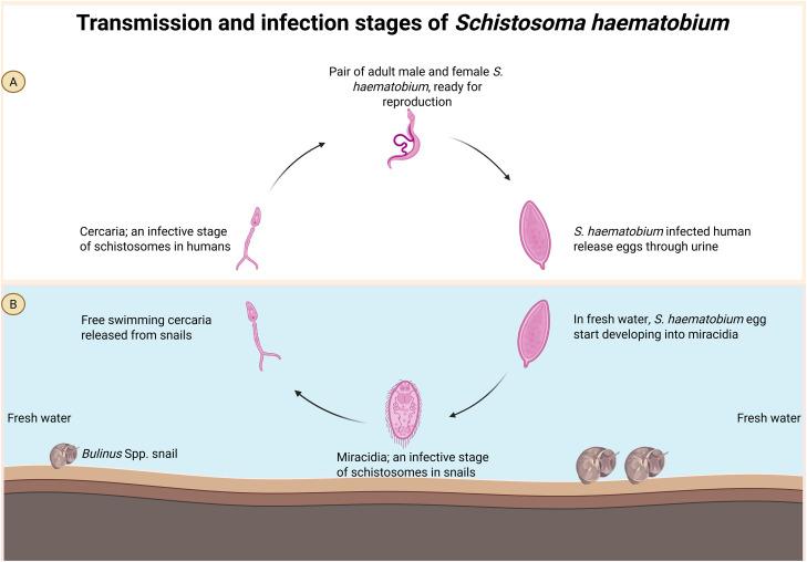 https://cdn.ncbi.nlm.nih.gov/pmc/blobs/2701/12331096/9d67034e98f7/pntd.0013364.g002.jpg