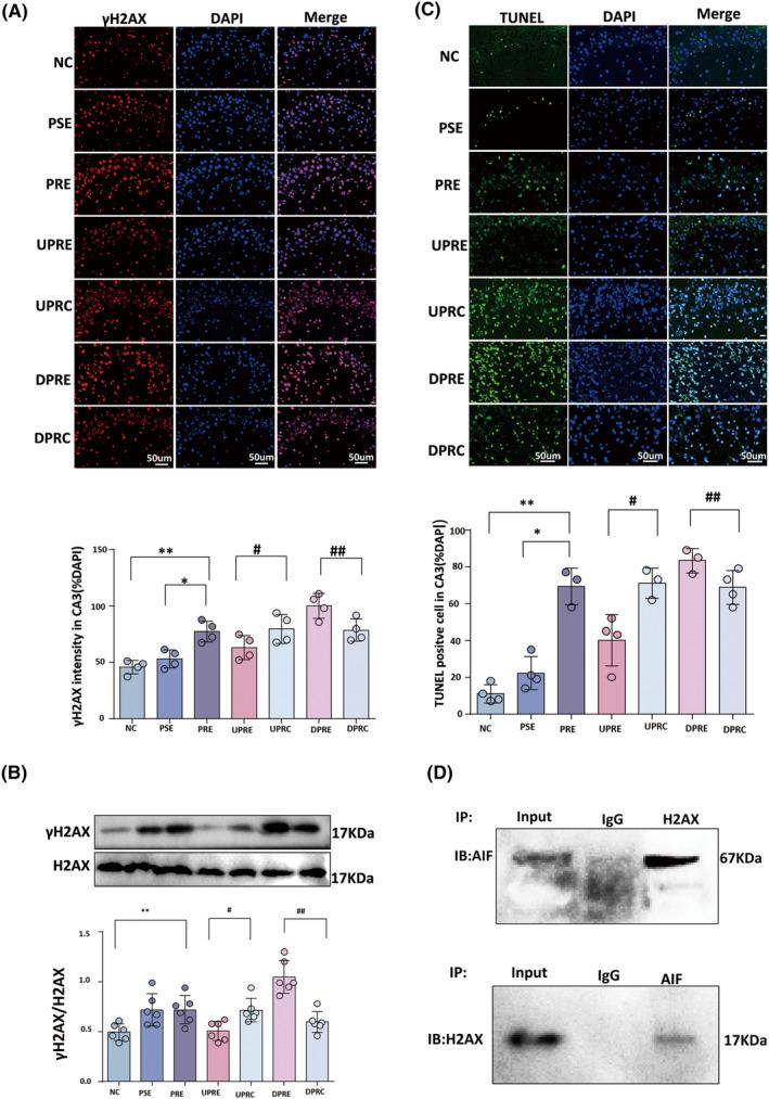 https://cdn.ncbi.nlm.nih.gov/pmc/blobs/2703/11129553/1b15513bebc5/CNS-30-e14778-g001.jpg