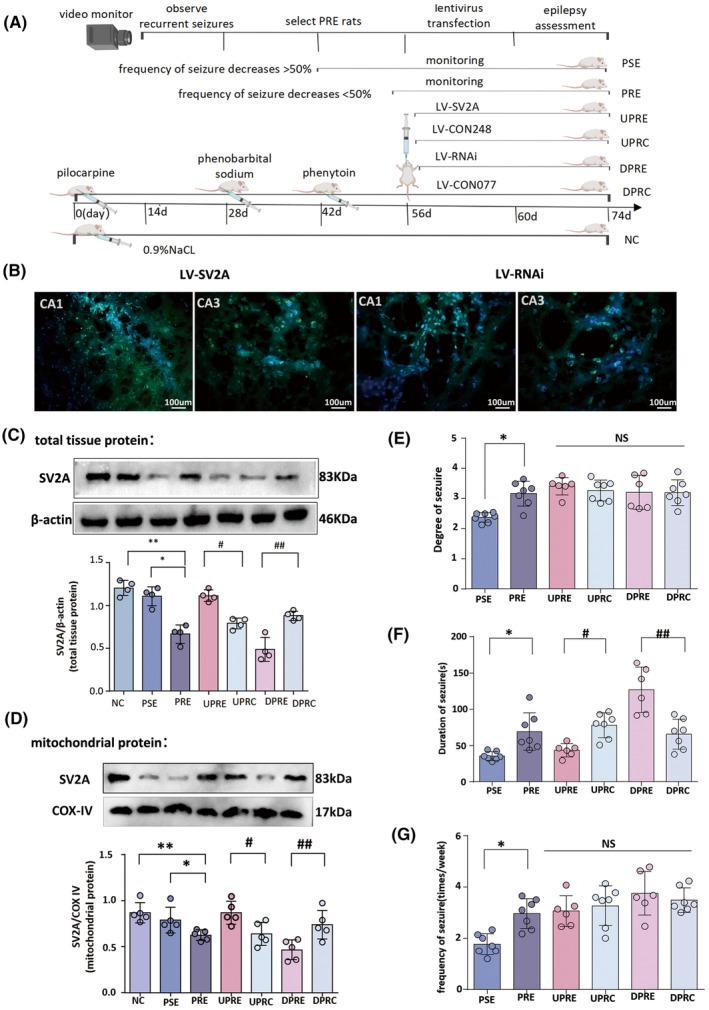 https://cdn.ncbi.nlm.nih.gov/pmc/blobs/2703/11129553/f5b50ce14e70/CNS-30-e14778-g003.jpg
