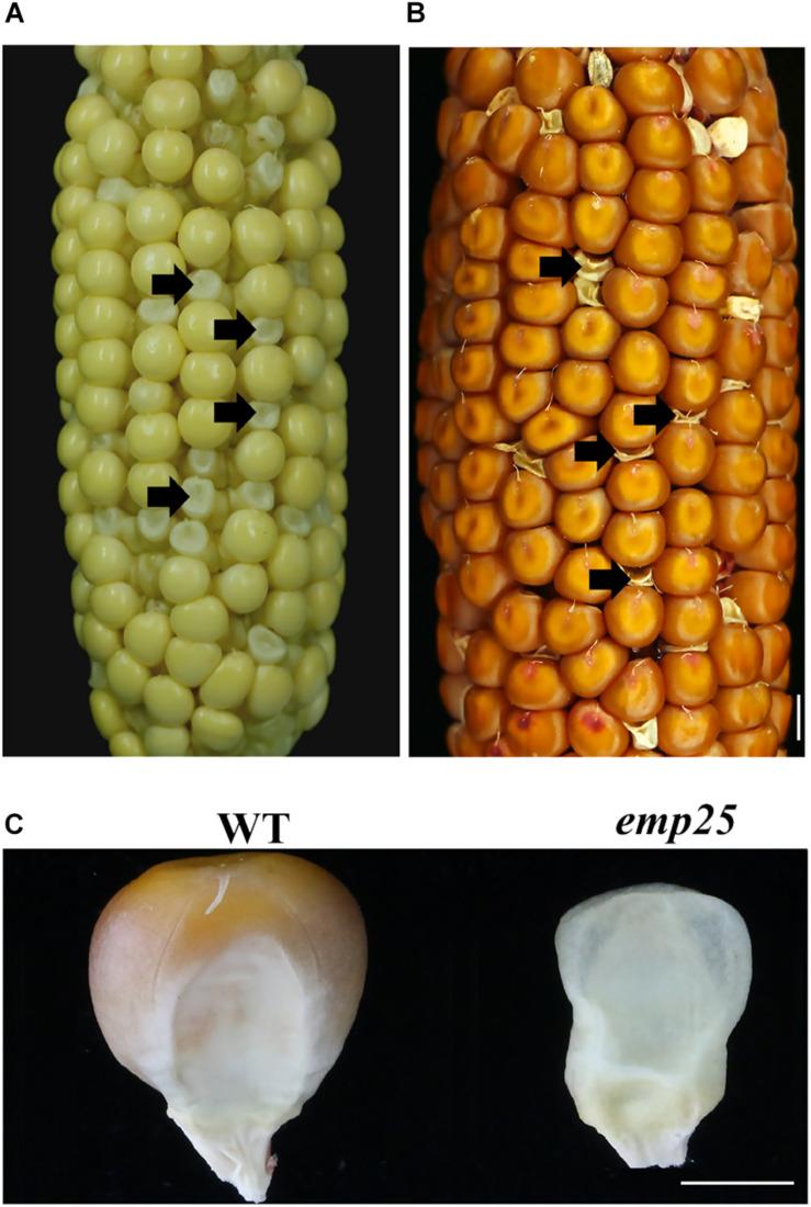 https://cdn.ncbi.nlm.nih.gov/pmc/blobs/2703/7793708/101bf0cebb0e/fpls-11-608550-g001.jpg