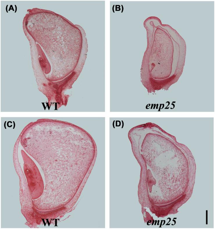 https://cdn.ncbi.nlm.nih.gov/pmc/blobs/2703/7793708/649fad404ef0/fpls-11-608550-g002.jpg