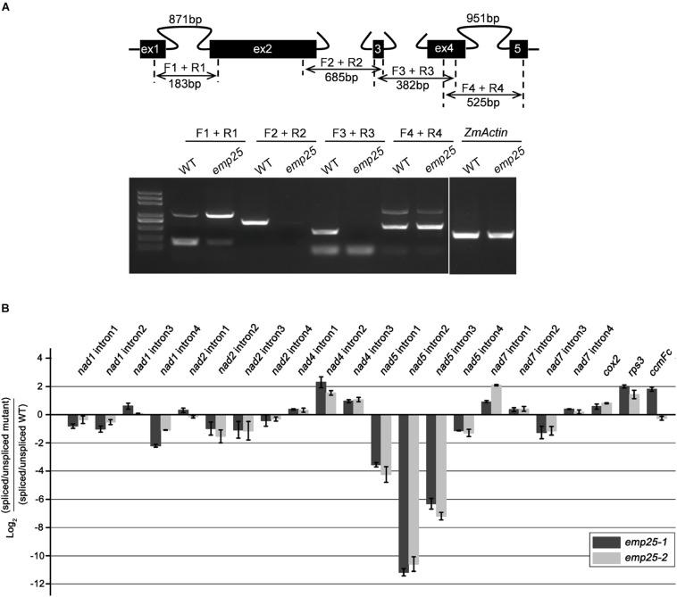 https://cdn.ncbi.nlm.nih.gov/pmc/blobs/2703/7793708/7d41ca10a626/fpls-11-608550-g005.jpg