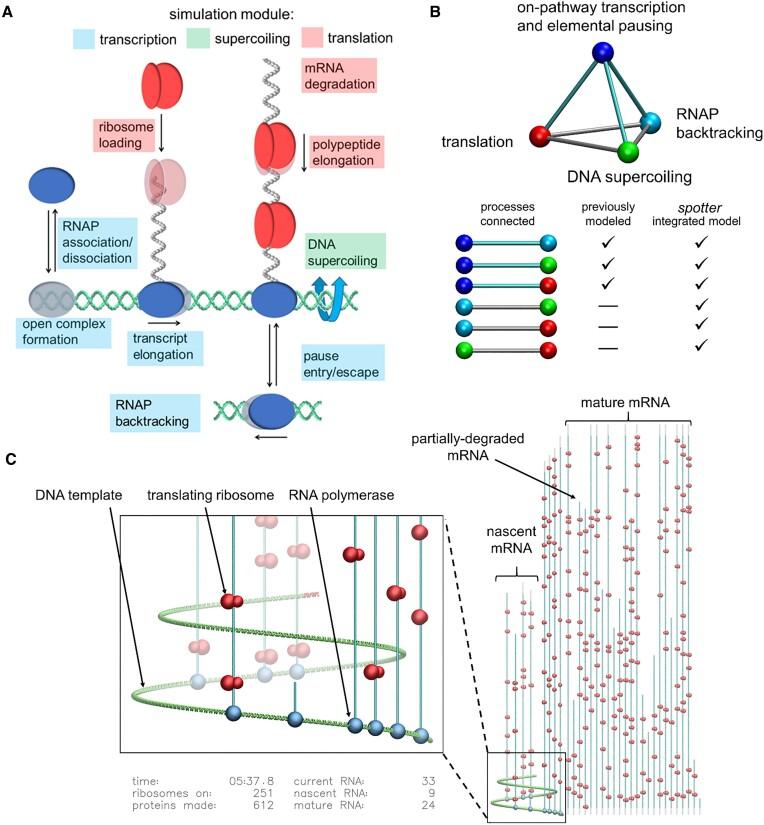 https://cdn.ncbi.nlm.nih.gov/pmc/blobs/2706/10516669/2b4fbe2eaf2e/gkad682fig1.jpg