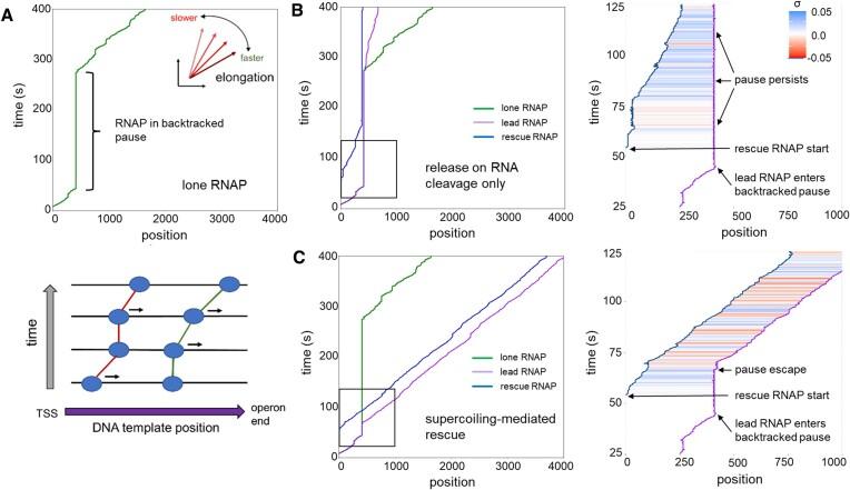 https://cdn.ncbi.nlm.nih.gov/pmc/blobs/2706/10516669/768b966ac28d/gkad682fig6.jpg