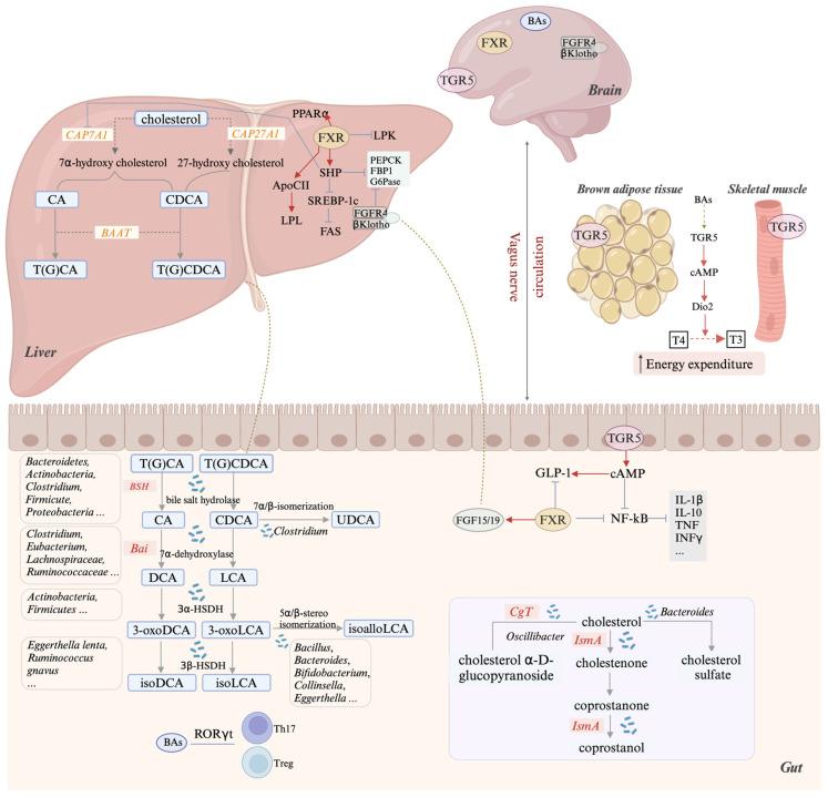 https://cdn.ncbi.nlm.nih.gov/pmc/blobs/2707/12029090/423aa250652f/metabolites-15-00248-g002.jpg
