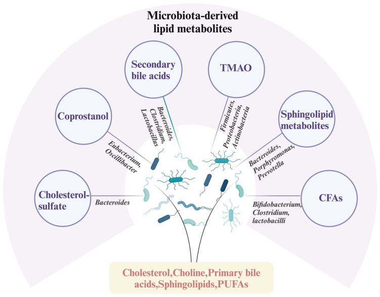 https://cdn.ncbi.nlm.nih.gov/pmc/blobs/2707/12029090/f92aee2c0d41/metabolites-15-00248-g001.jpg