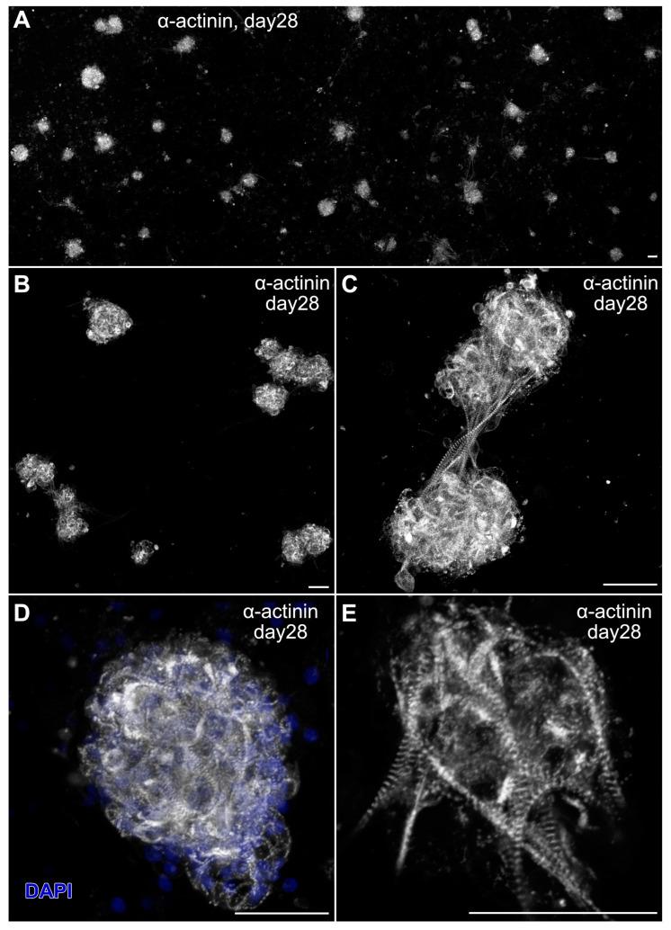 https://cdn.ncbi.nlm.nih.gov/pmc/blobs/2708/11942180/3651f624fed4/ijms-26-02683-g008.jpg
