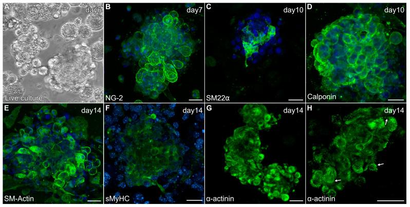 https://cdn.ncbi.nlm.nih.gov/pmc/blobs/2708/11942180/c709f337f4e3/ijms-26-02683-g005.jpg