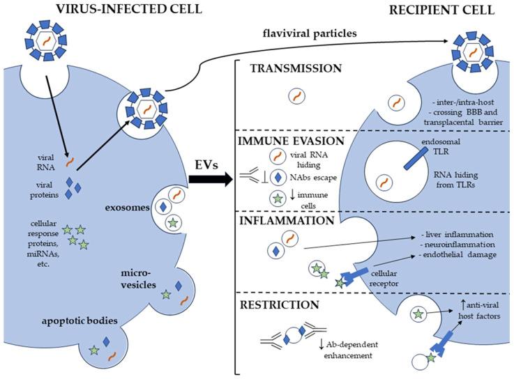 https://cdn.ncbi.nlm.nih.gov/pmc/blobs/270a/10889558/54ffe3bec188/ijms-25-02144-g001.jpg