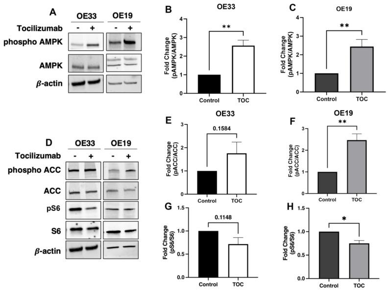 https://cdn.ncbi.nlm.nih.gov/pmc/blobs/270b/11429576/f0c390ede760/biomolecules-14-01115-g001.jpg