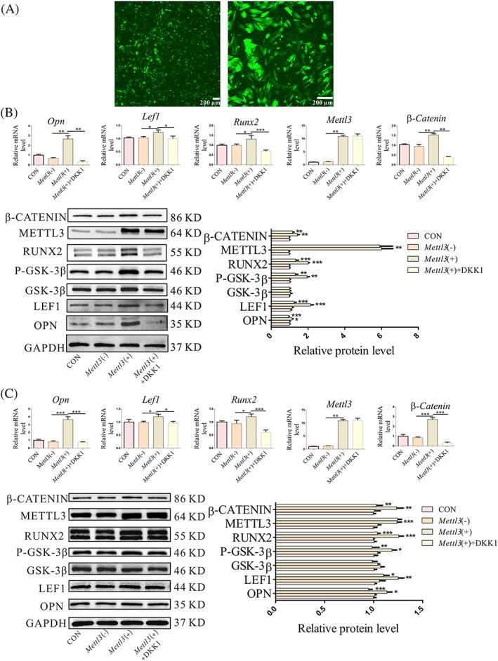 https://cdn.ncbi.nlm.nih.gov/pmc/blobs/270f/9136513/3e8e68f4528b/CPR-55-e13234-g007.jpg
