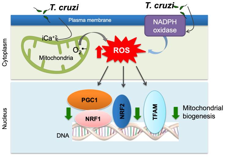 https://cdn.ncbi.nlm.nih.gov/pmc/blobs/271b/8221535/0de5c6c6943b/fcimb-11-693051-g002.jpg