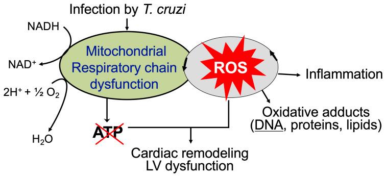 https://cdn.ncbi.nlm.nih.gov/pmc/blobs/271b/8221535/d021fc89df49/fcimb-11-693051-g003.jpg