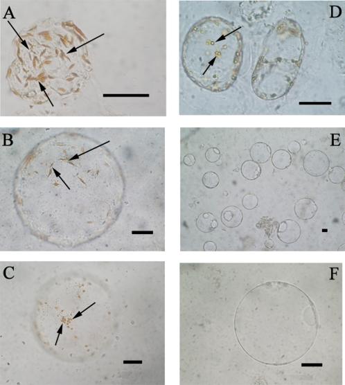 https://cdn.ncbi.nlm.nih.gov/pmc/blobs/271e/3245473/4b3622f67f5f/jexboterr284f05_3c.jpg