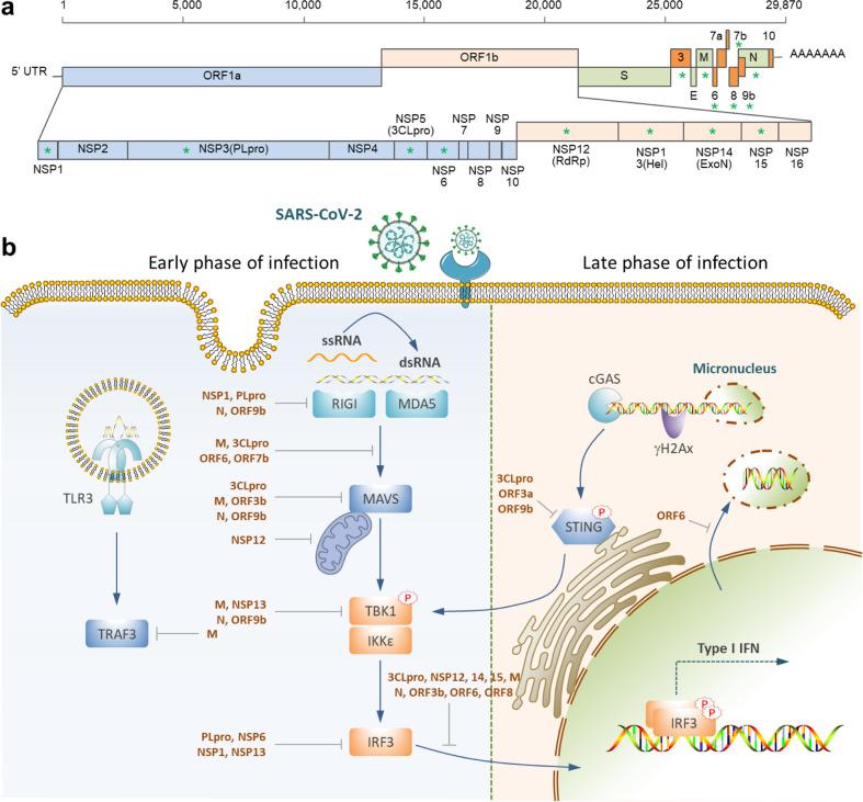 https://cdn.ncbi.nlm.nih.gov/pmc/blobs/271e/9177750/3bd25515f47d/41418_2022_1015_Fig3_HTML.jpg