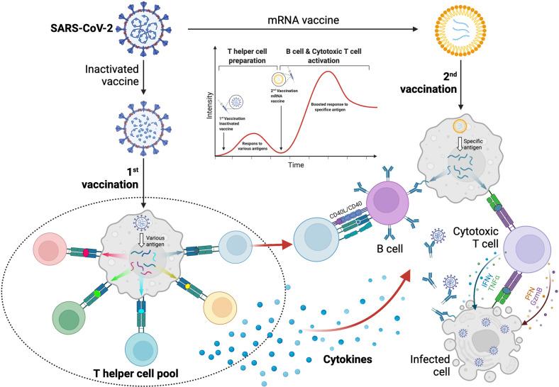 https://cdn.ncbi.nlm.nih.gov/pmc/blobs/271e/9177750/795376d536e2/41418_2022_1015_Fig6_HTML.jpg