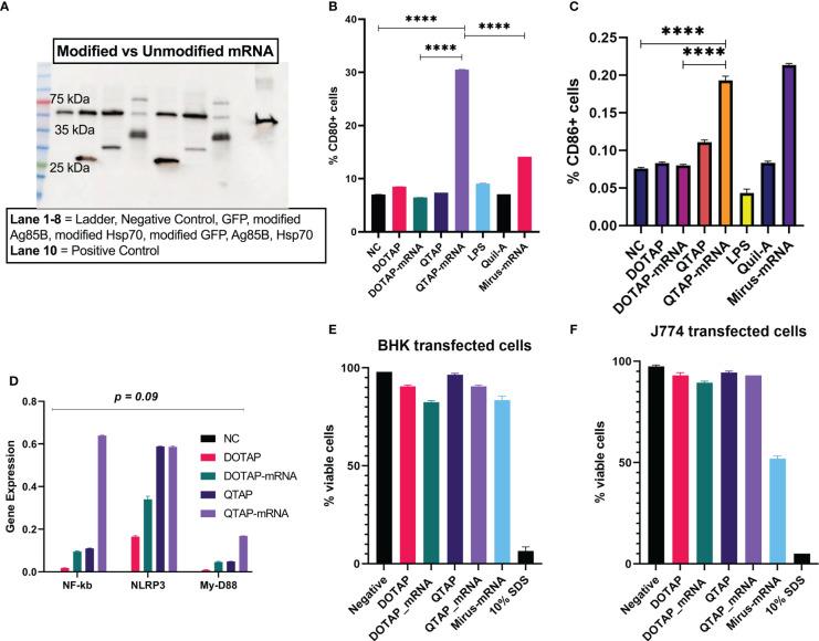 https://cdn.ncbi.nlm.nih.gov/pmc/blobs/2722/10286238/339d07a5b06f/fimmu-14-1188754-g003.jpg