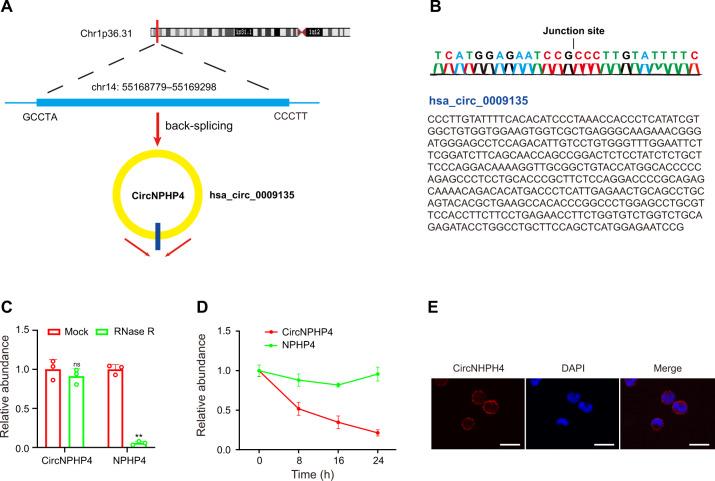 https://cdn.ncbi.nlm.nih.gov/pmc/blobs/2725/8516978/89161dd4761a/41419_2021_4253_Fig4_HTML.jpg