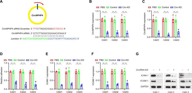 https://cdn.ncbi.nlm.nih.gov/pmc/blobs/2725/8516978/e2680f231d73/41419_2021_4253_Fig5_HTML.jpg