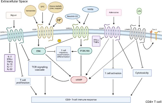 https://cdn.ncbi.nlm.nih.gov/pmc/blobs/272a/11447192/5a891e426ce3/262_2024_3801_Fig1_HTML.jpg