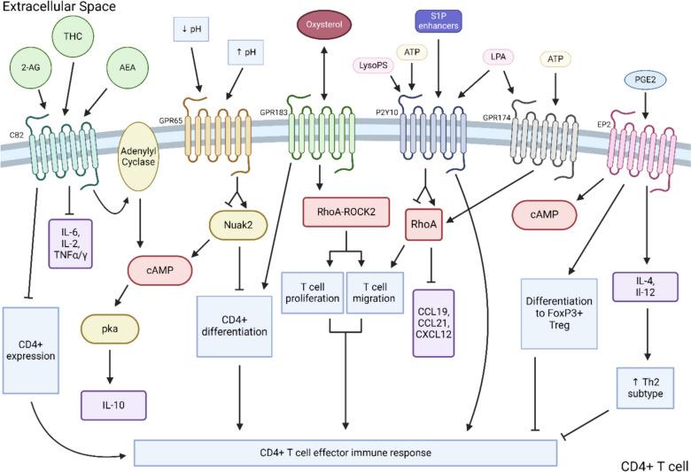 https://cdn.ncbi.nlm.nih.gov/pmc/blobs/272a/11447192/ec36c513ba19/262_2024_3801_Fig2_HTML.jpg