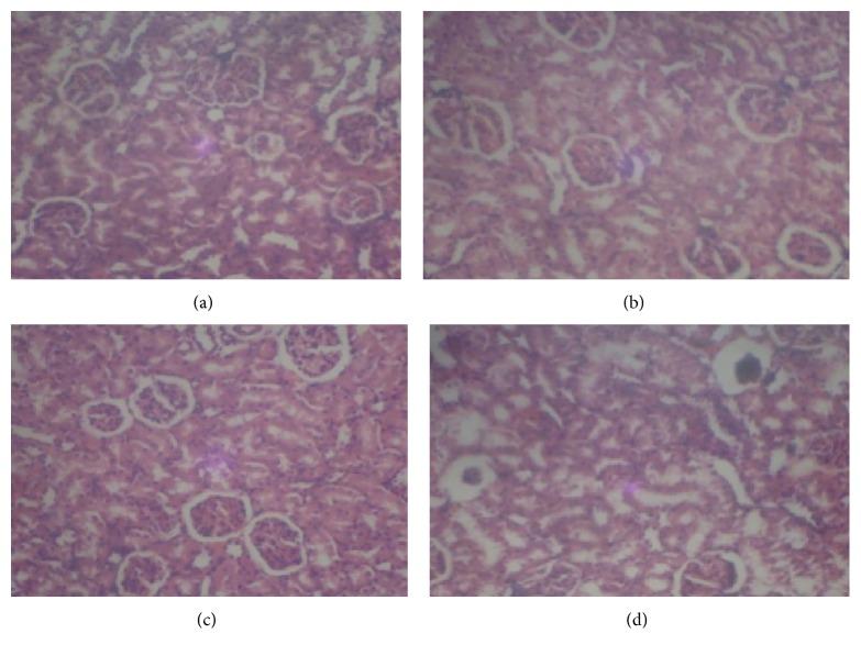 https://cdn.ncbi.nlm.nih.gov/pmc/blobs/272a/4897306/240a1c76c22c/ISRN2014-984709.004.jpg