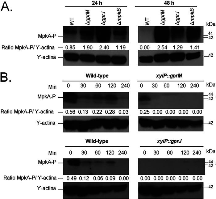 https://cdn.ncbi.nlm.nih.gov/pmc/blobs/272b/7554674/ce2b6083f600/mBio.02458-20-f0004.jpg