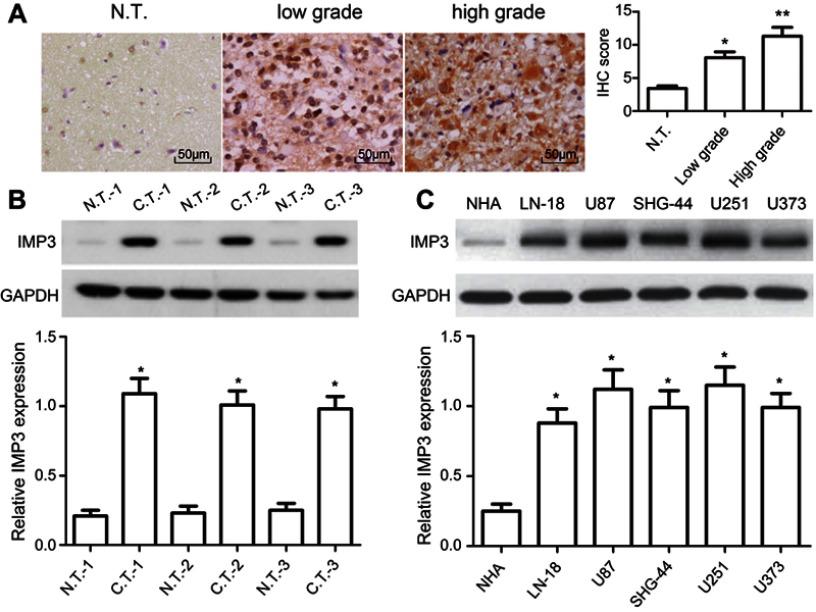 https://cdn.ncbi.nlm.nih.gov/pmc/blobs/2730/6527097/c92b69dd4494/OTT-12-3661-g0001.jpg