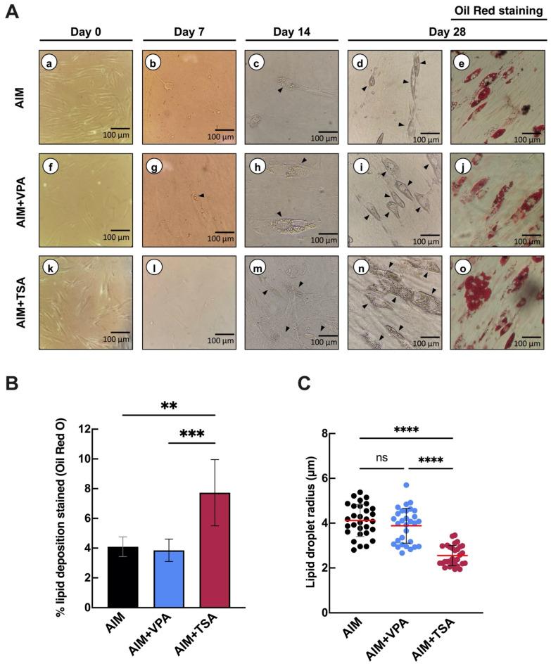 https://cdn.ncbi.nlm.nih.gov/pmc/blobs/2739/12192146/893f1fcf0289/epigenomes-09-00015-g002.jpg
