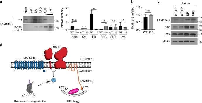 https://cdn.ncbi.nlm.nih.gov/pmc/blobs/273a/6131187/d732495a51ee/41467_2018_6115_Fig8_HTML.jpg