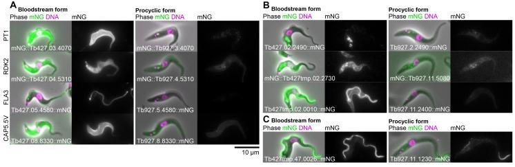 https://cdn.ncbi.nlm.nih.gov/pmc/blobs/273d/10209627/0d6733340097/wellcomeopenres-8-21501-g0003.jpg