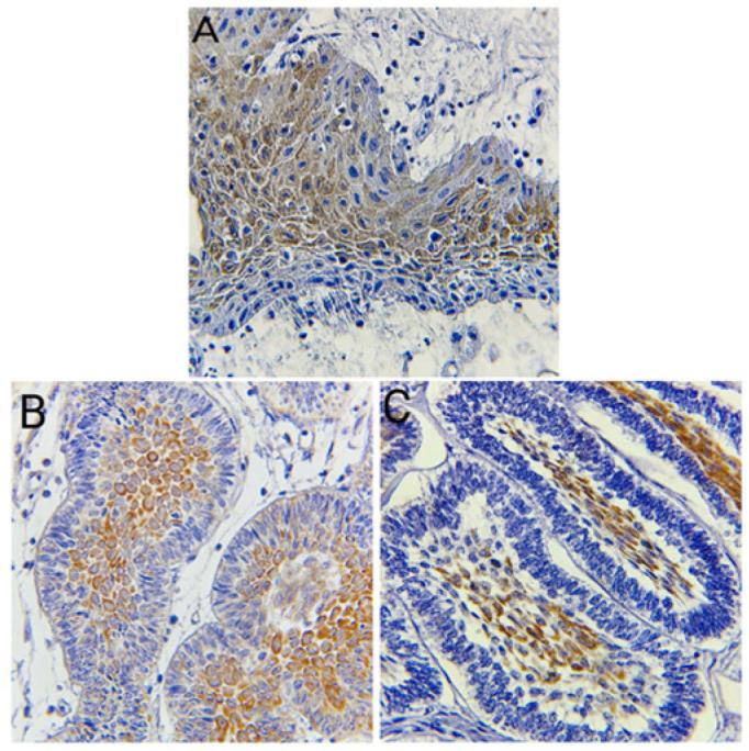 https://cdn.ncbi.nlm.nih.gov/pmc/blobs/2743/11506693/2c18d99d908c/diagnostics-14-02315-g004.jpg