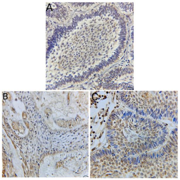 https://cdn.ncbi.nlm.nih.gov/pmc/blobs/2743/11506693/e4b3ddd49d68/diagnostics-14-02315-g002.jpg