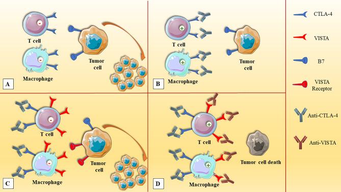 https://cdn.ncbi.nlm.nih.gov/pmc/blobs/2743/8172140/3e3617623920/fimmu-12-676181-g002.jpg