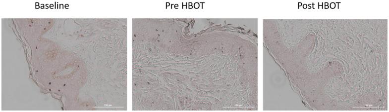 https://cdn.ncbi.nlm.nih.gov/pmc/blobs/2746/8660605/108645bbdd2d/aging-13-203701-g004.jpg