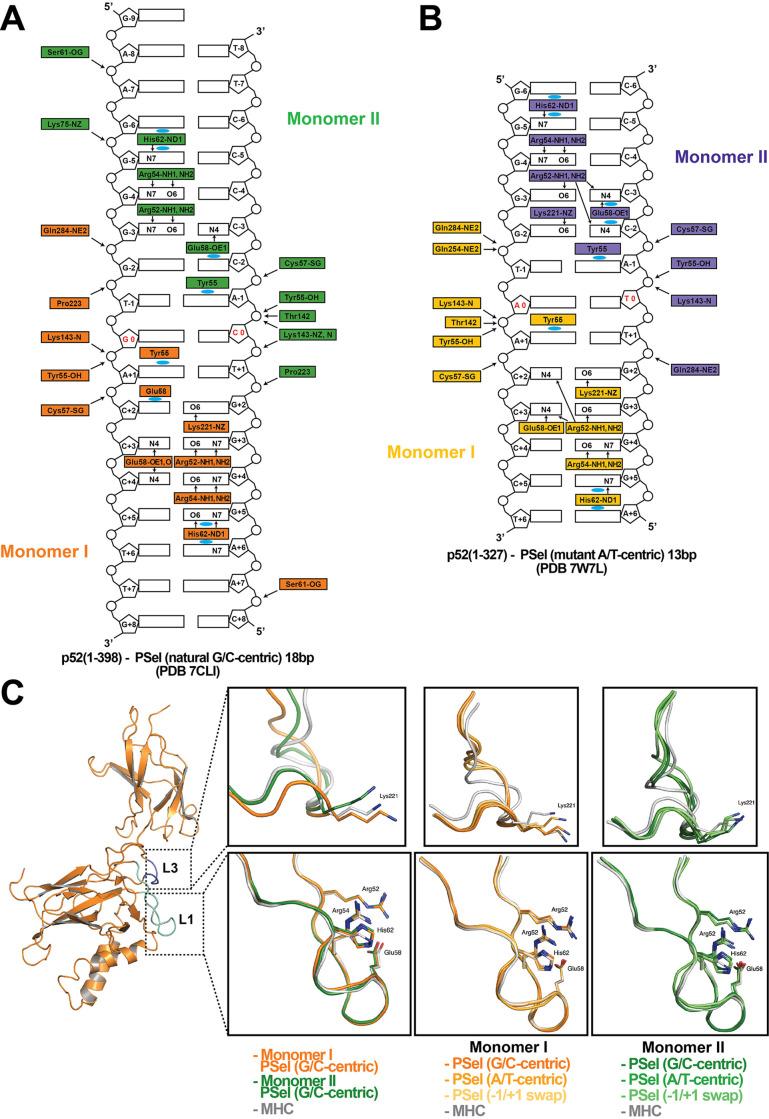 https://cdn.ncbi.nlm.nih.gov/pmc/blobs/274a/9991059/e50511d2fa02/elife-86258-fig3-figsupp1.jpg