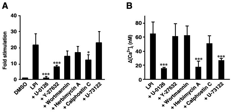 https://cdn.ncbi.nlm.nih.gov/pmc/blobs/274e/9504244/35204d603d8d/ijms-23-10932-g004.jpg