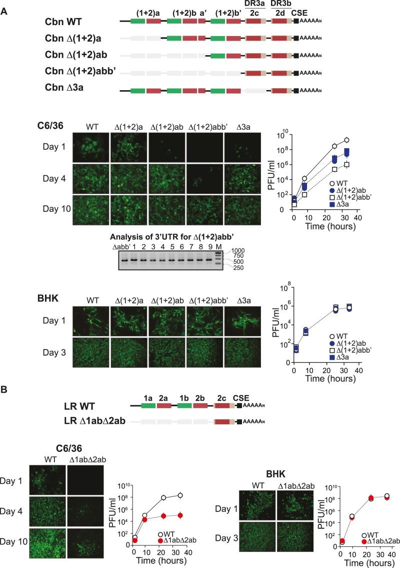 https://cdn.ncbi.nlm.nih.gov/pmc/blobs/2750/6502353/4e50f0069980/ppat.1007706.g005.jpg
